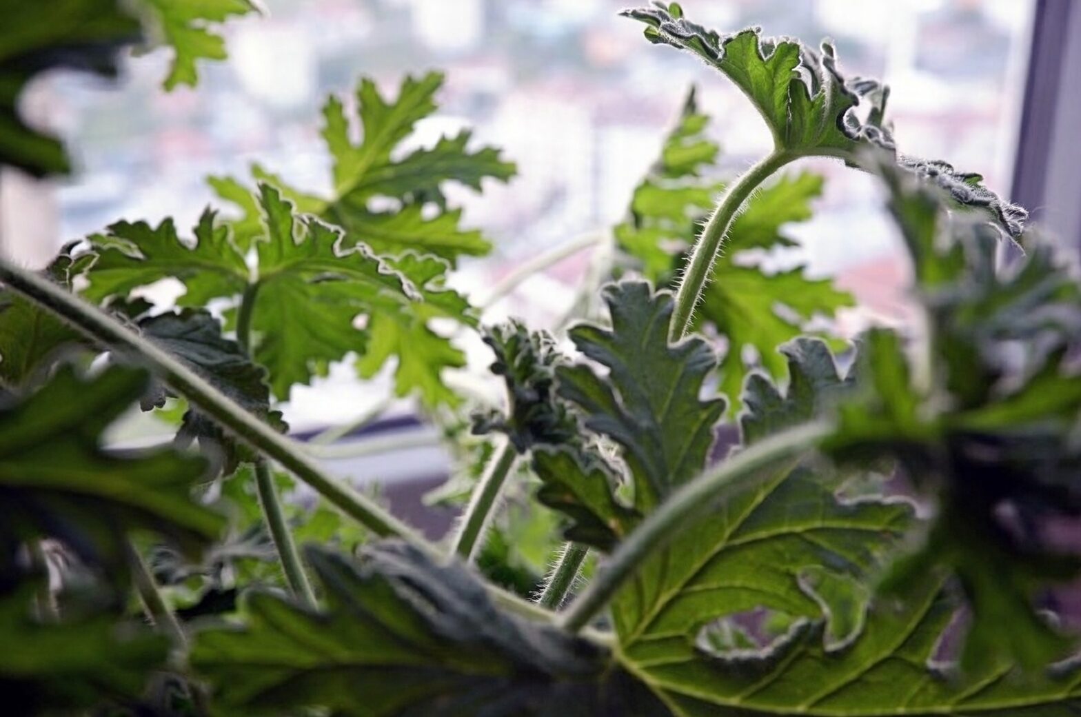 pelargonium graveolens leaves in syrup