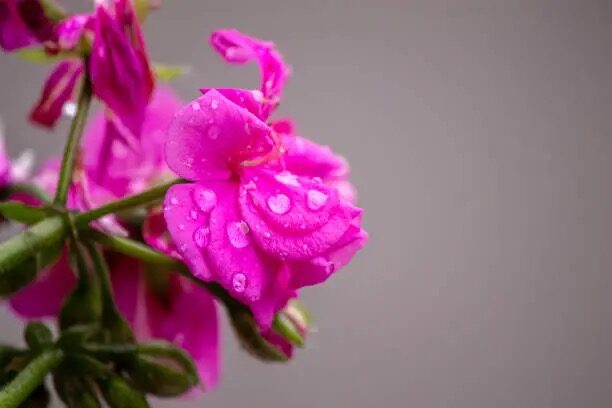 What Does Rose Geranium ‘Say’? Flower Language of Comfort, Admiration, and Reunion—from Victorian Lists to Modern 花语