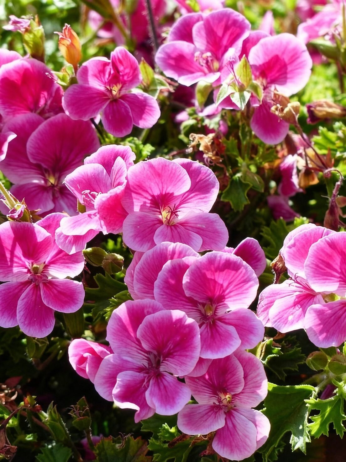 pelargonium graveolens leaves flowers