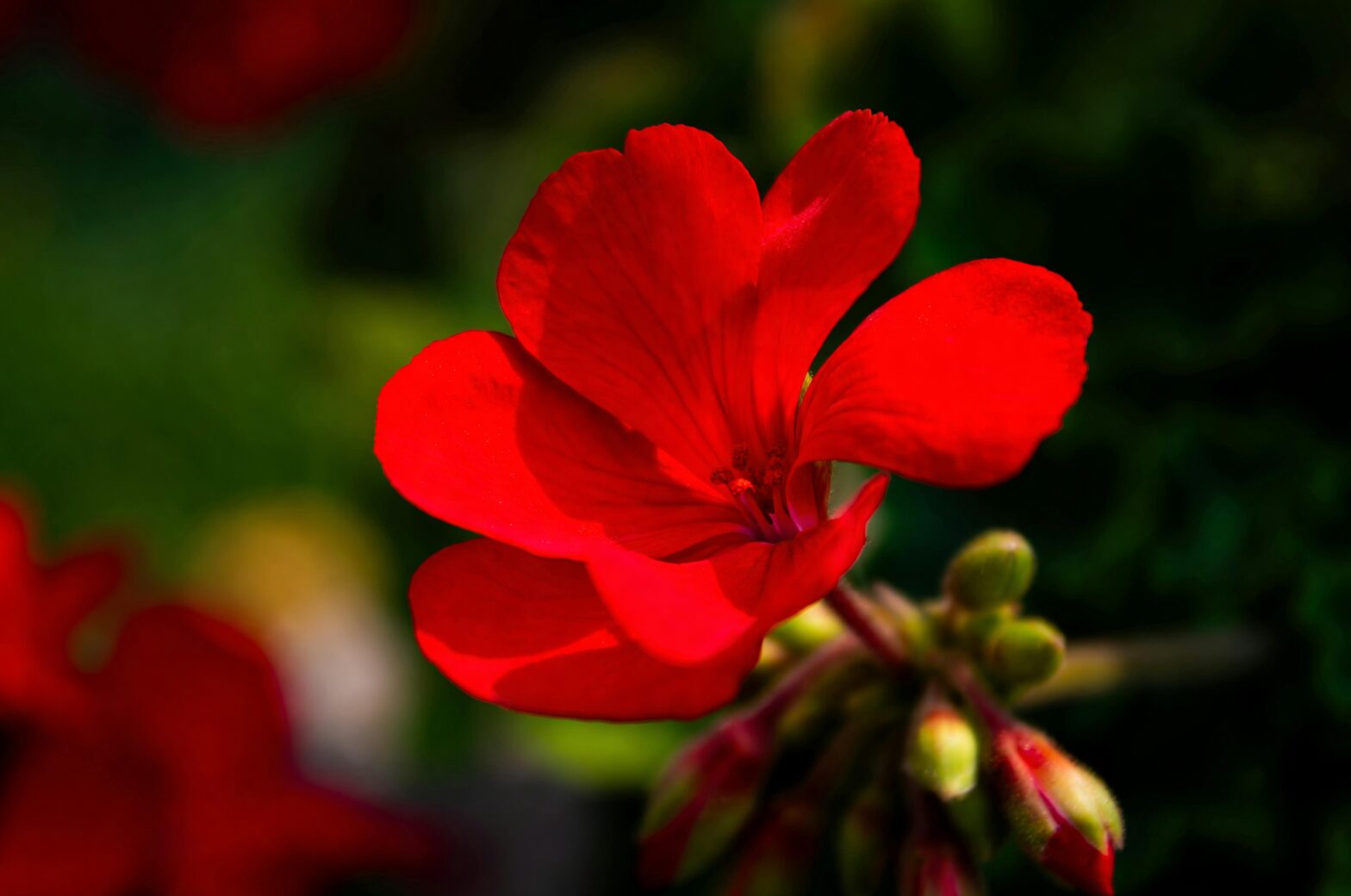 rose geranium entryway bright light