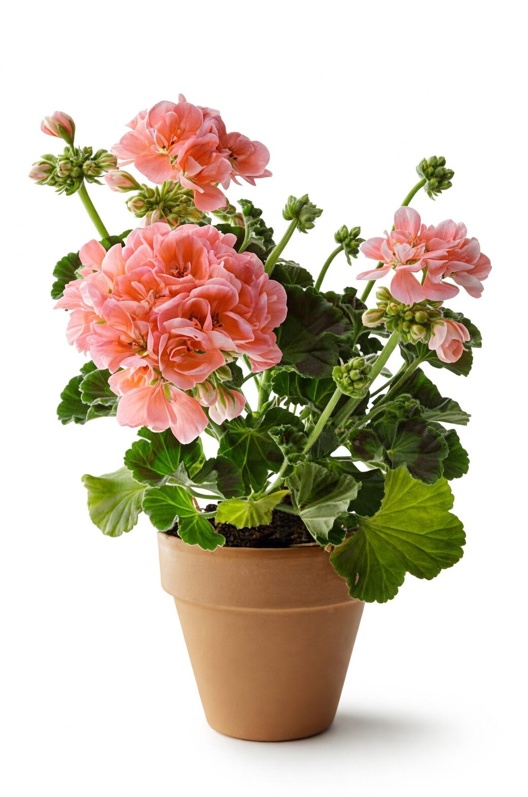 Bake with a Balcony: 7 Easy Rose-Geranium Recipes (Syrup, Sugar, Custard, Tea) + Safety Tips
