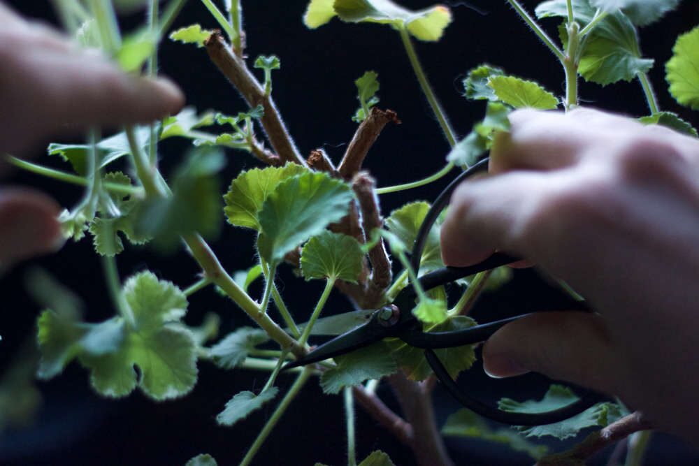 rose geranium leaf harvesting hand