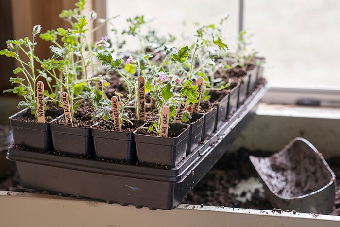 Cutting-Edge Skills: Root Perfect Scented Geranium Cuttings in 21 Days (Even Single-Node Wins)