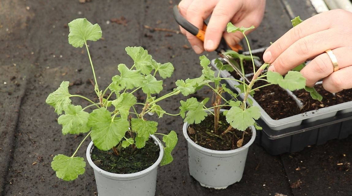 scented geranium cuttings callusing tray