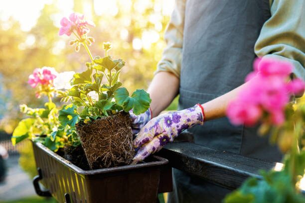 scented geranium cuttings insertion perlite sand