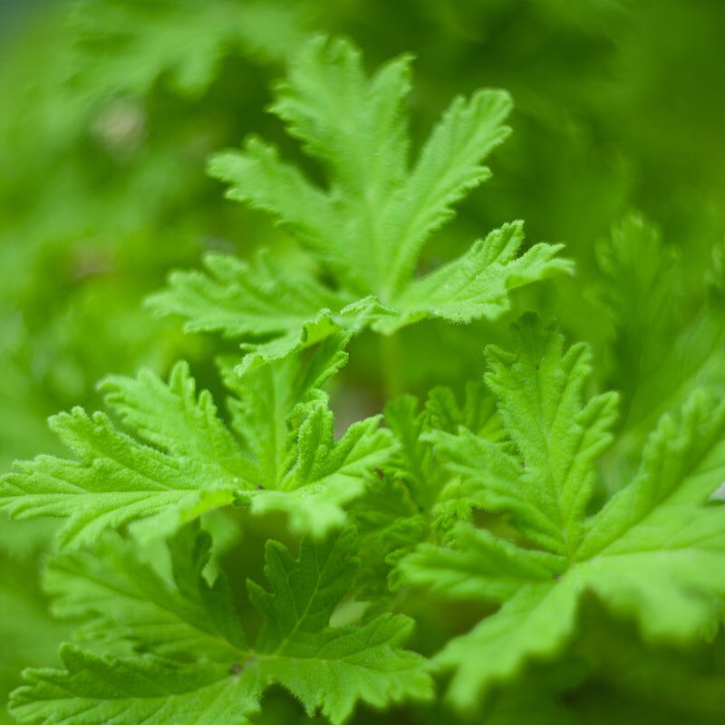 Geranium Oil Decoded: Citronellol vs. Geraniol, ‘Bourbon’ vs. Egyptian—and How Growers Boost Aroma at Home
