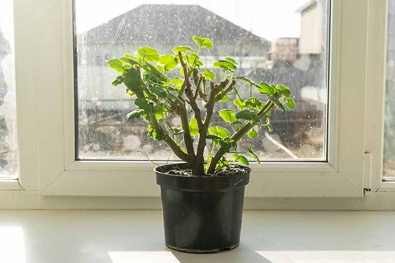 rose geranium sunny windowsill terracotta pot