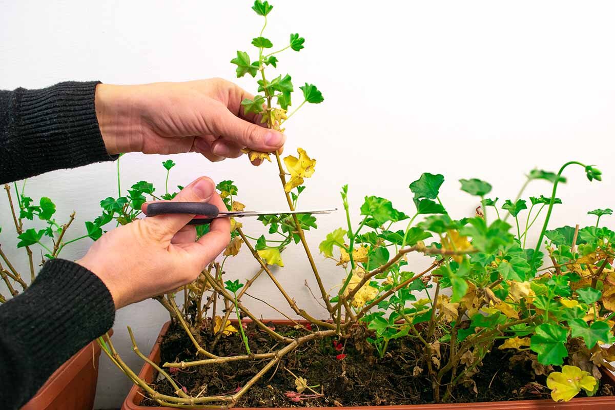 rose geranium pruning hands close-up