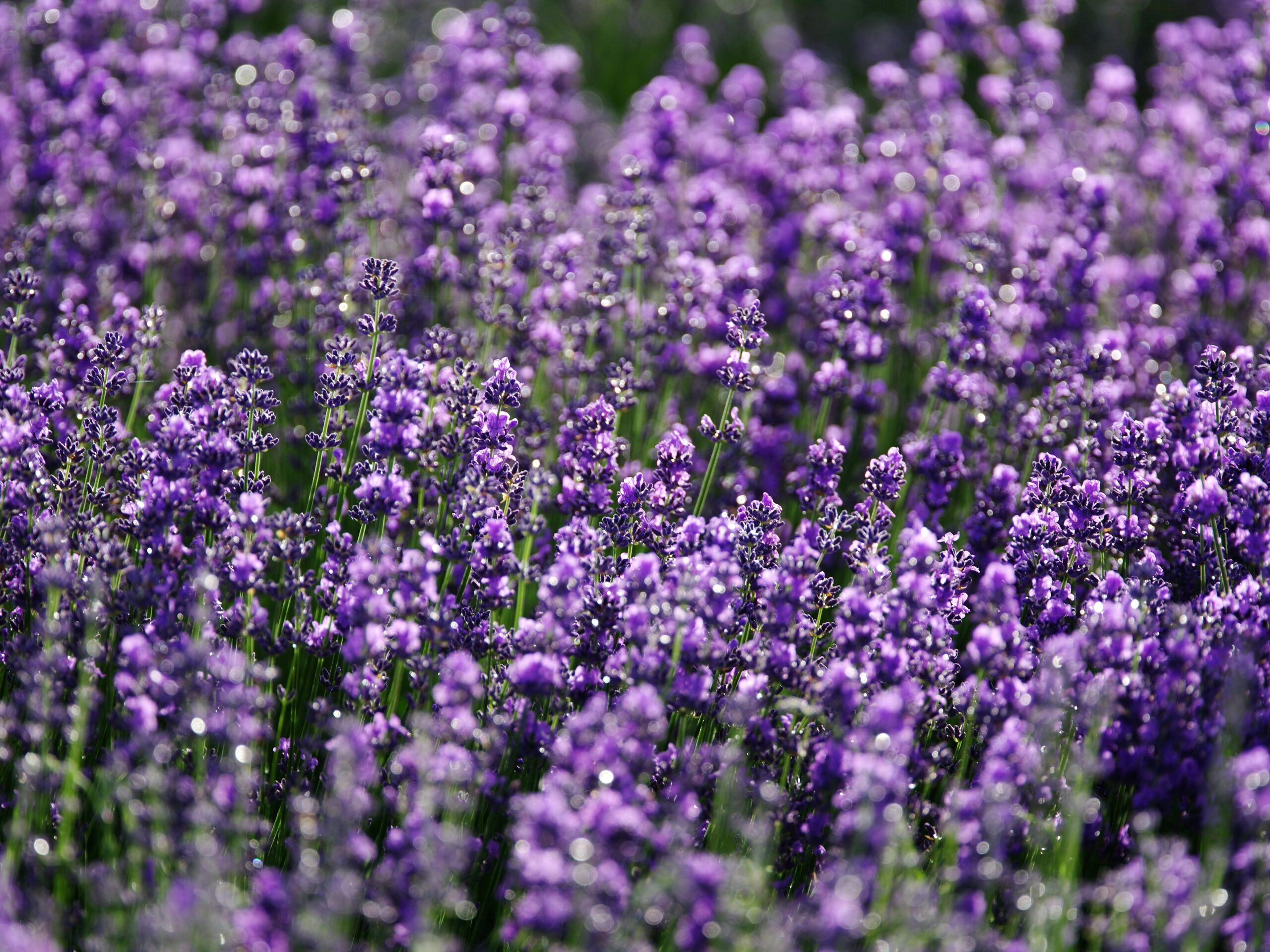 rose geranium and lavender containers