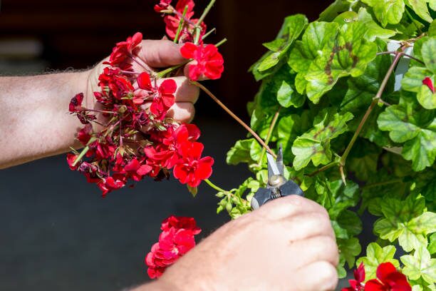rose geranium hand brushing leaves
