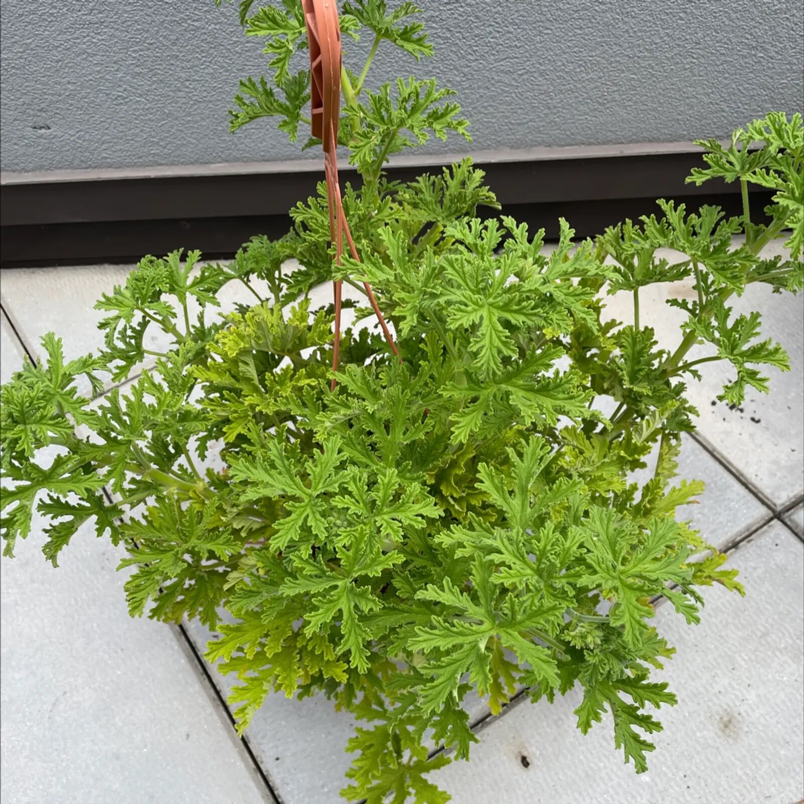 ‘Mosquito Plant’ or Marketing? We Test What Scented Geranium Really Repels—and Smarter Patio Pest Plans