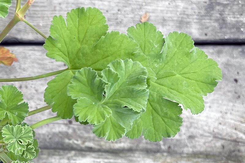 scented geranium leaf close-up