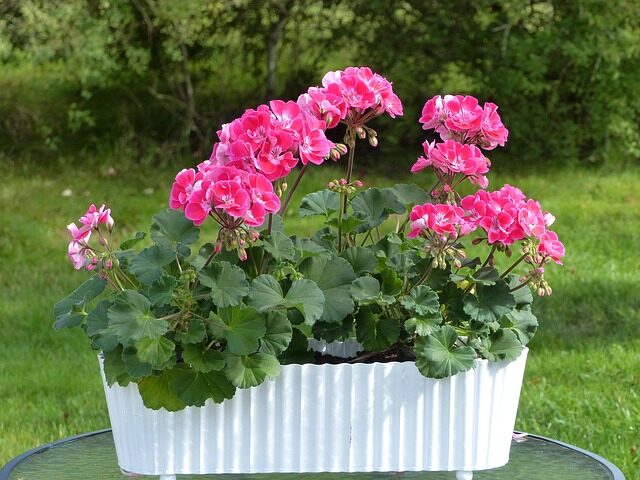 geraniol diffuser outdoor patio
