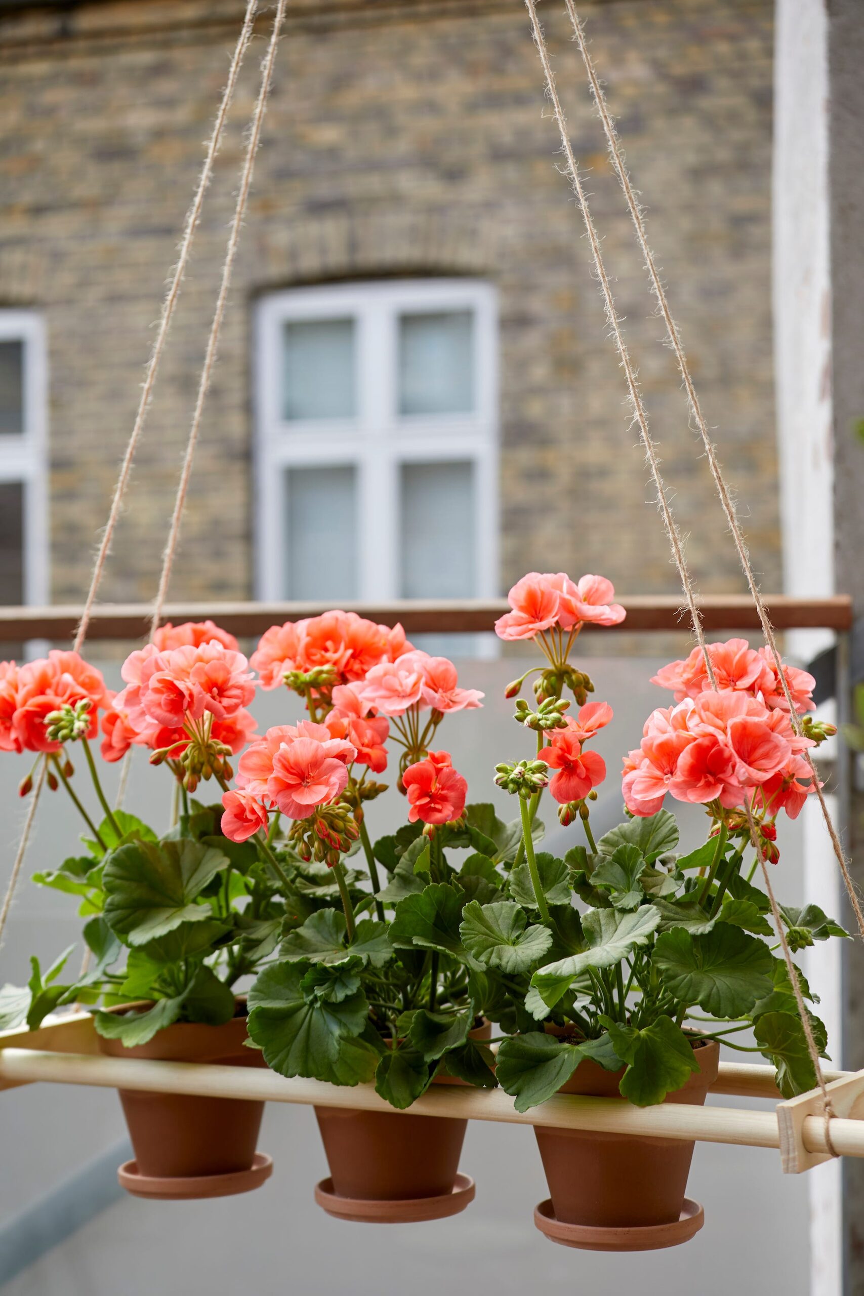 12 Months, Zero Guesswork: A Seasonal Care Calendar for Scented Geranium Success