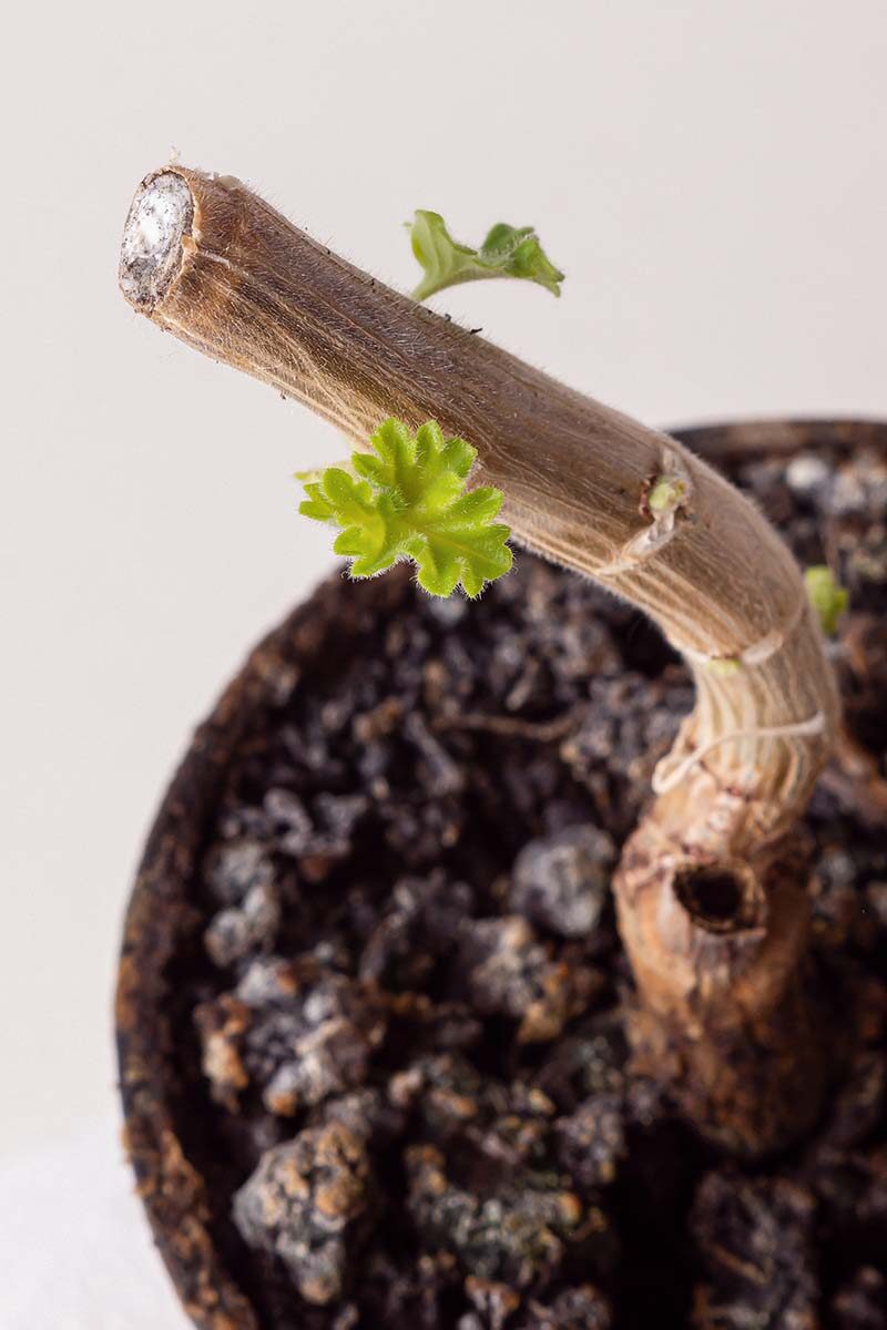 scented geranium hard pruning shears
