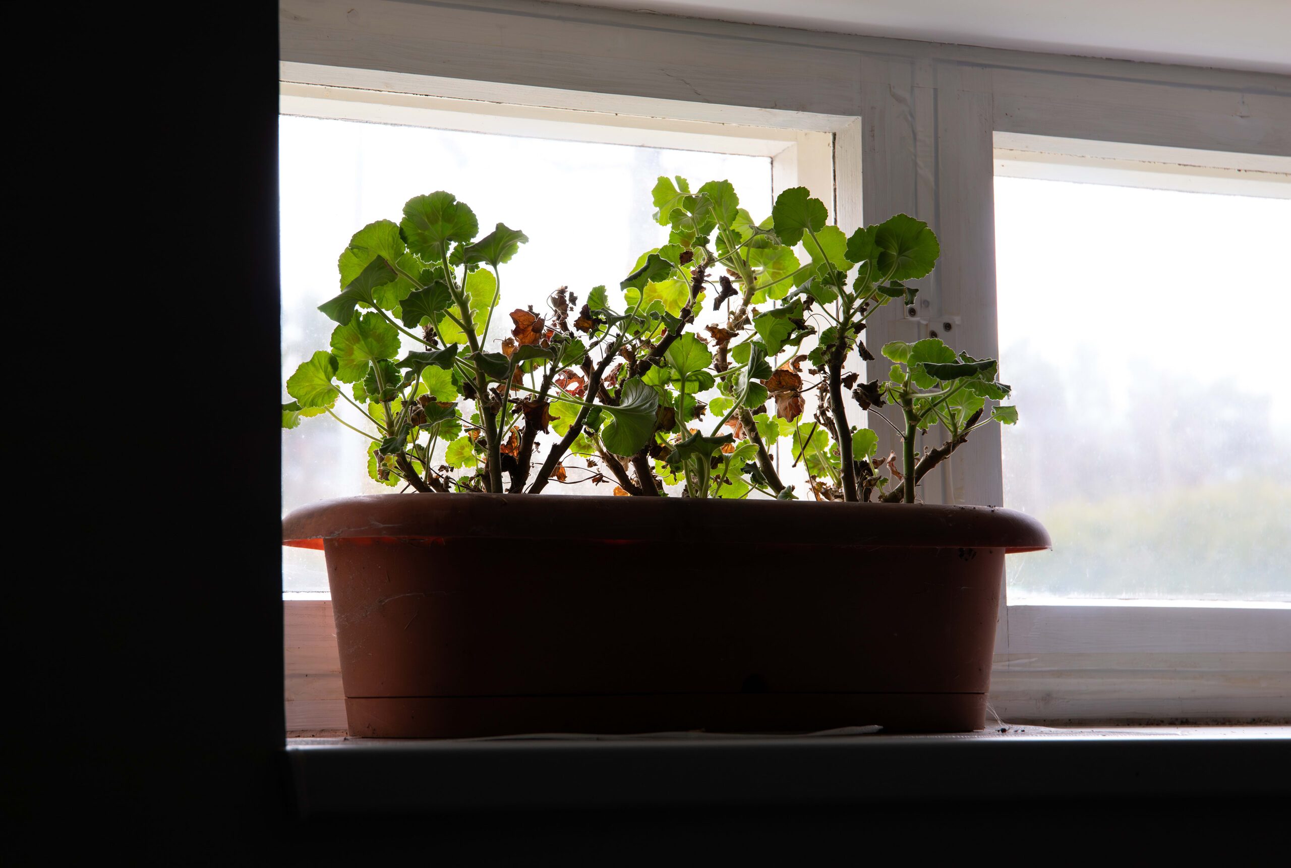 scented geranium winter windowsill sunlight