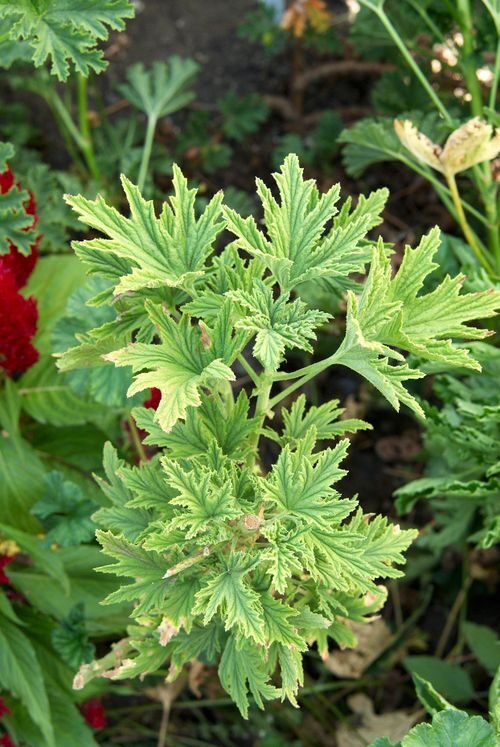 scented geranium repotting root ball