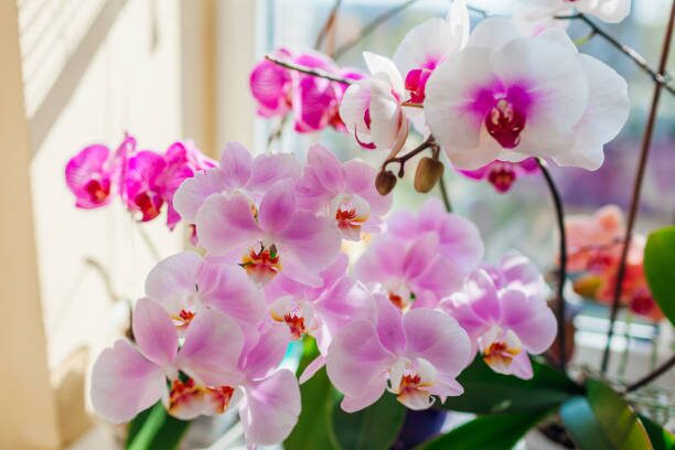 Cool-Night Magic: Coaxing Winter-to-Spring Flower Spikes from Your Cymbidium