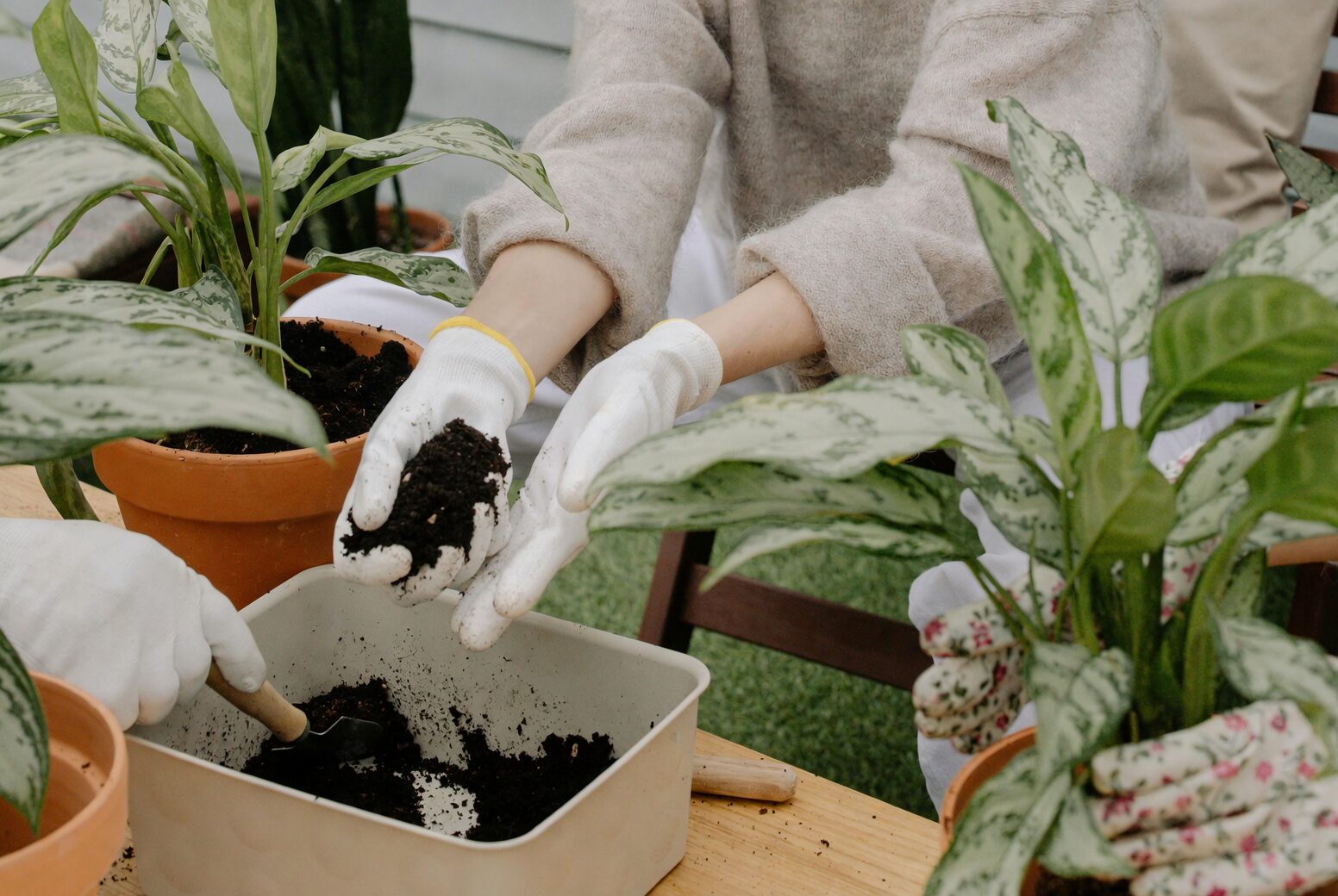 cymbidium watering morning drainage