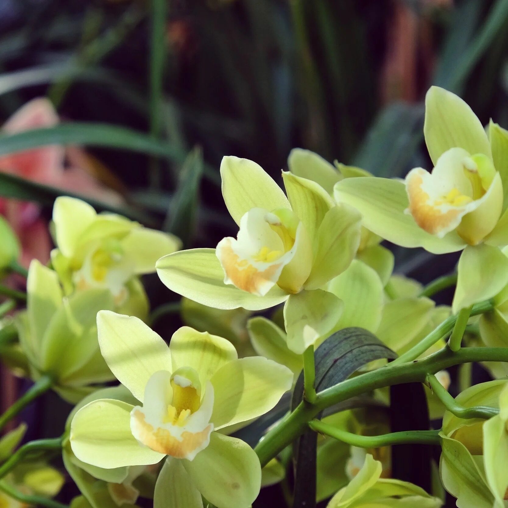 cymbidium orchid near small fan