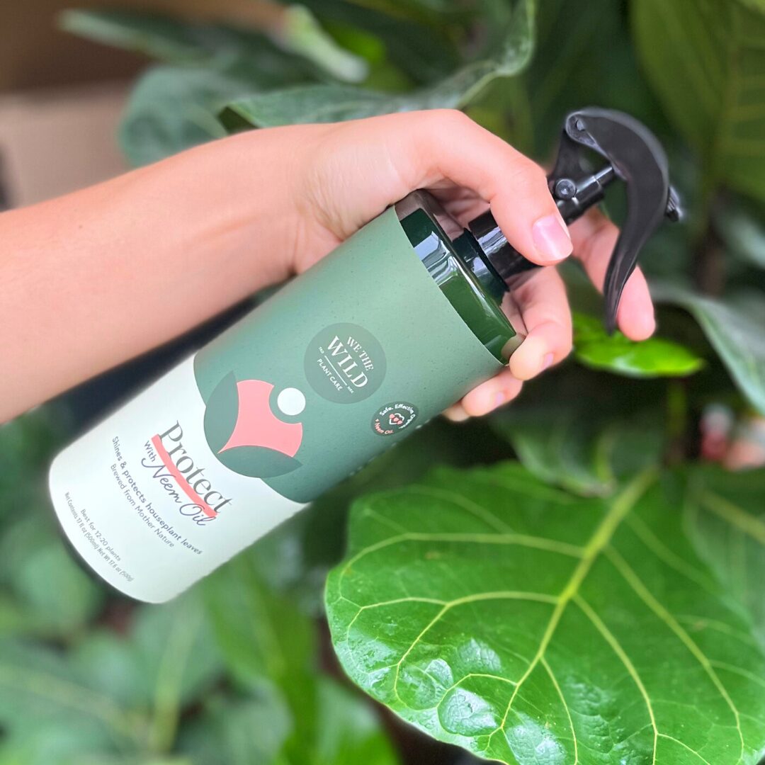 cymbidium leaf underside oil spray