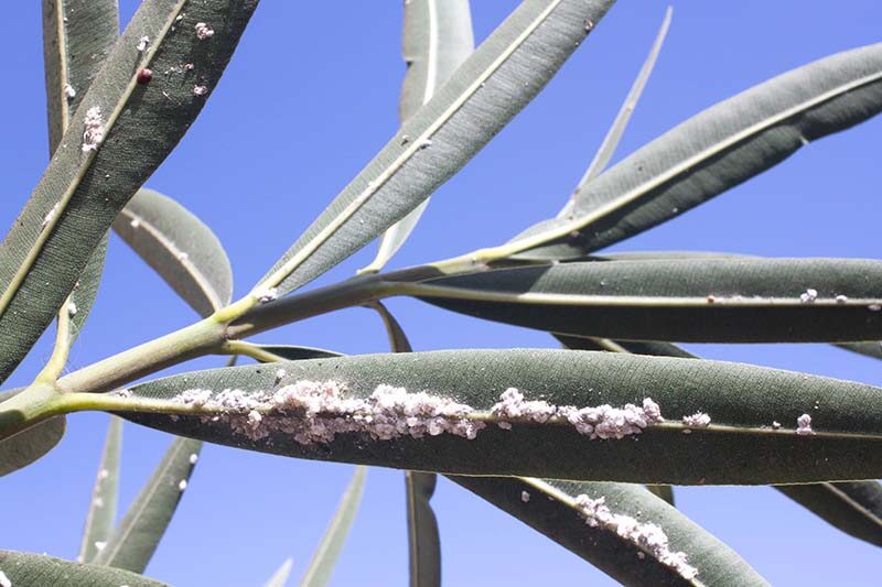 cymbidium scale insects cotton swab