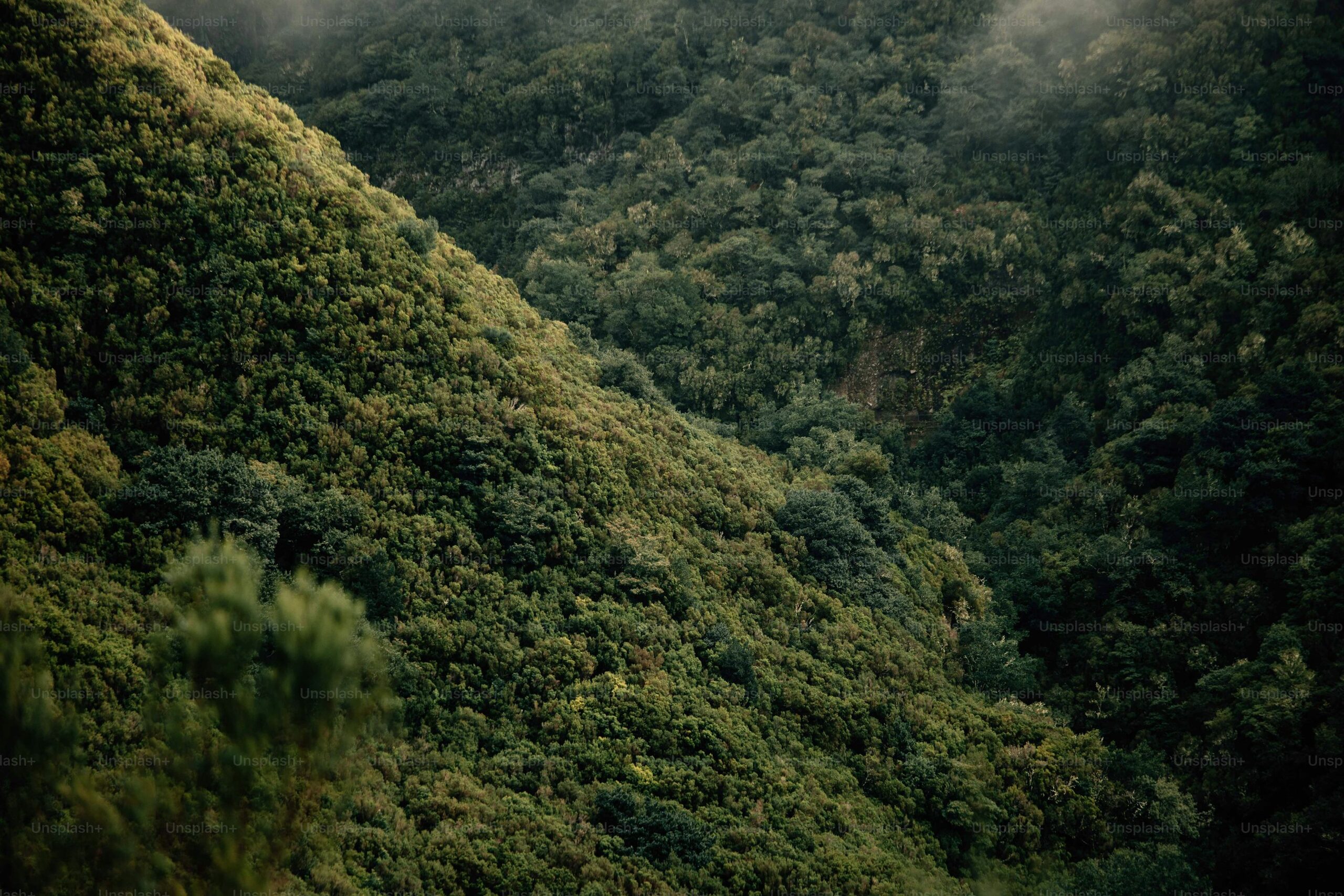 From Himalayan Cloud Lines to Florist Runways: The Boat Orchid’s Wild Origins and Global Rise