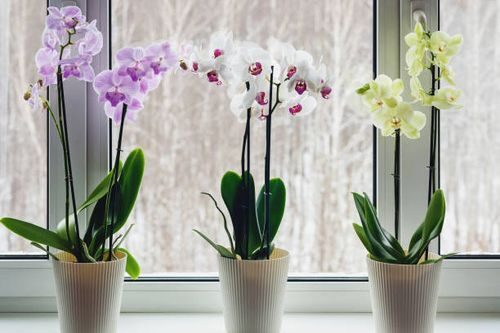 cymbidium flower spike windowsill