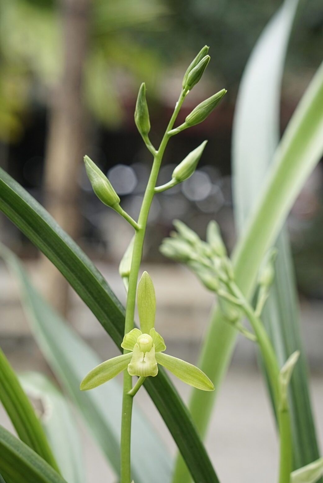 cymbidium repotting division roots