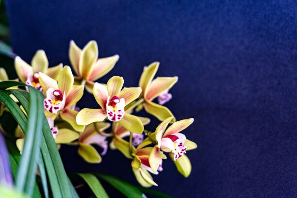 Pseudobulb Power and Spike Stamina: 12 Curious Things You Didn’t Know About Cymbidiums