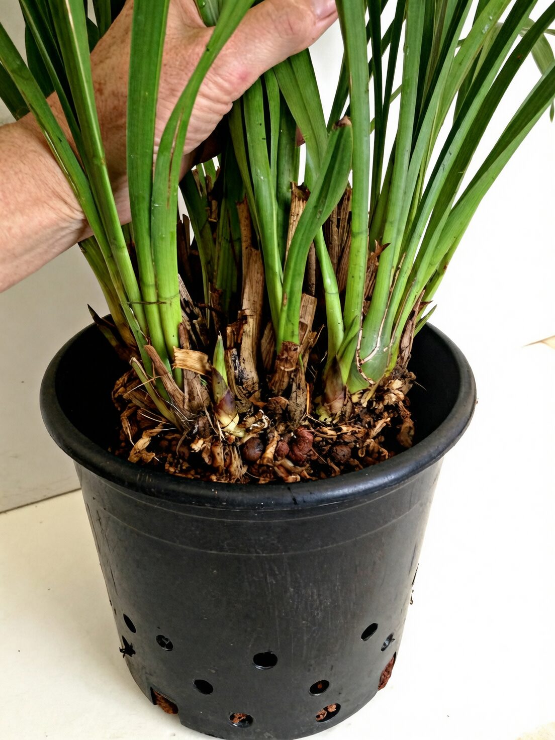 cymbidium tall pot root system