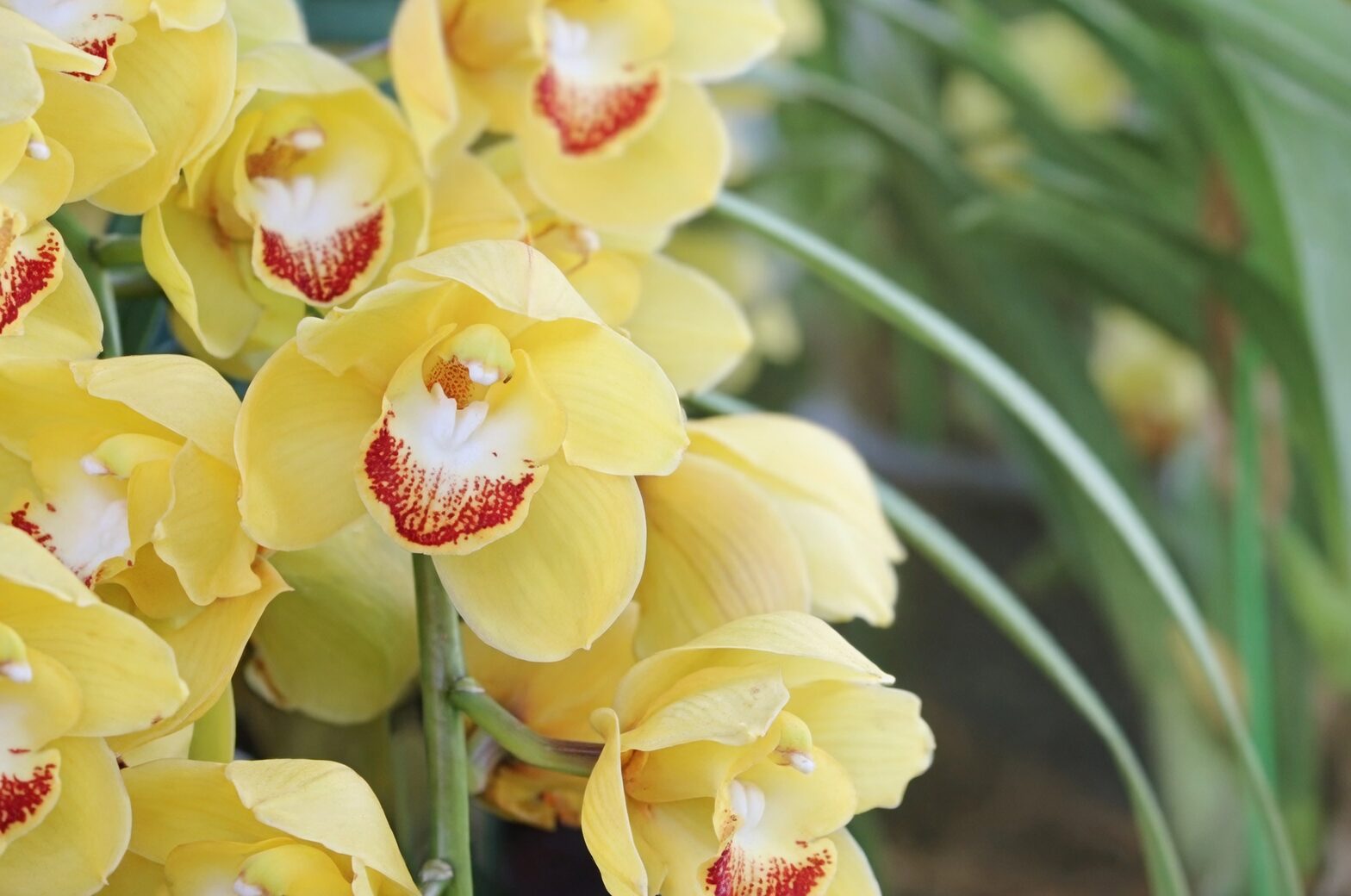 cymbidium orchid near small fan