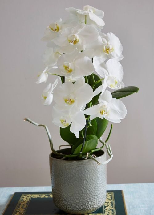 cymbidium east window morning light
