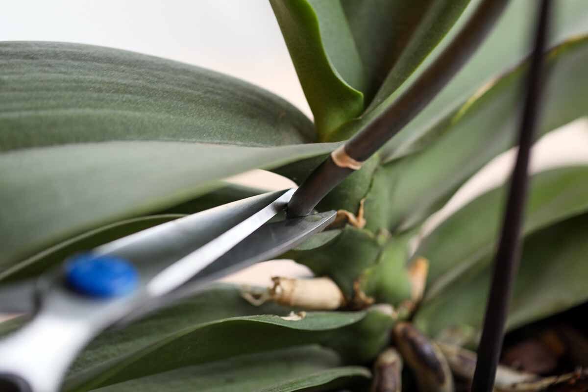 cymbidium rhizome cut pseudobulbs close-up