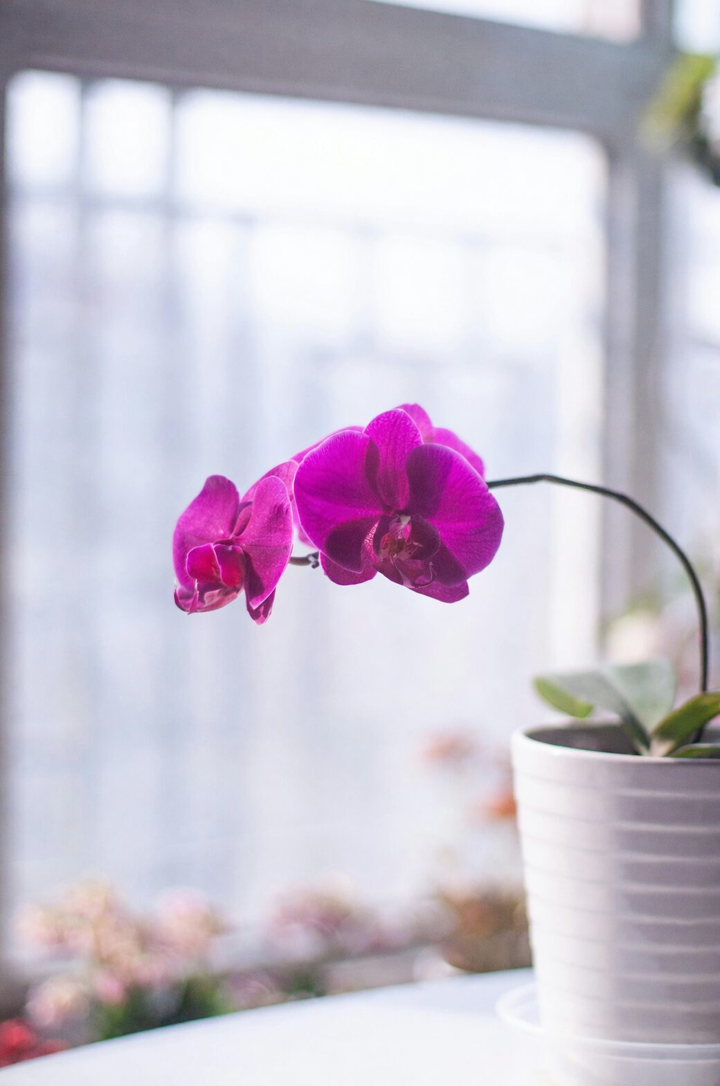 Statement Spikes: Styling Cymbidium Orchids for Entryways, Dining Tables, and Festive Displays