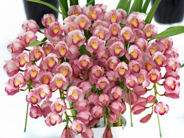 cymbidium bloom colors styled pots