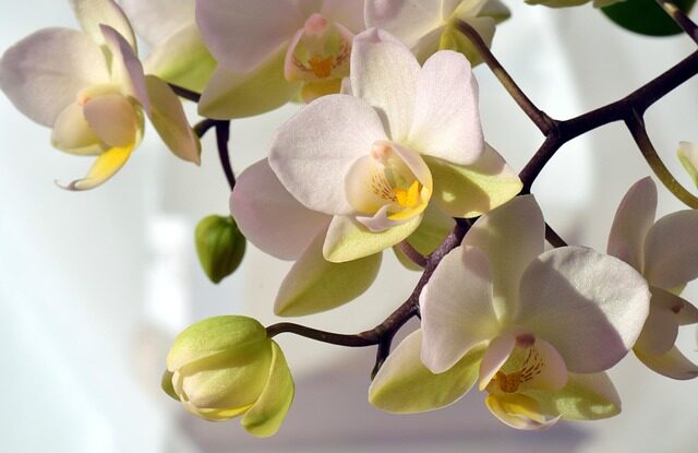 Zero-Regret Buying: How to Pick a Cymbidium That Won’t Drop Its Buds at Home