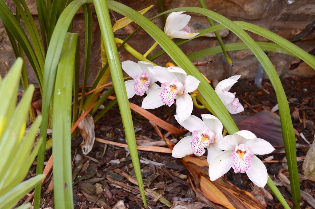 cymbidium orchid partly open flowers