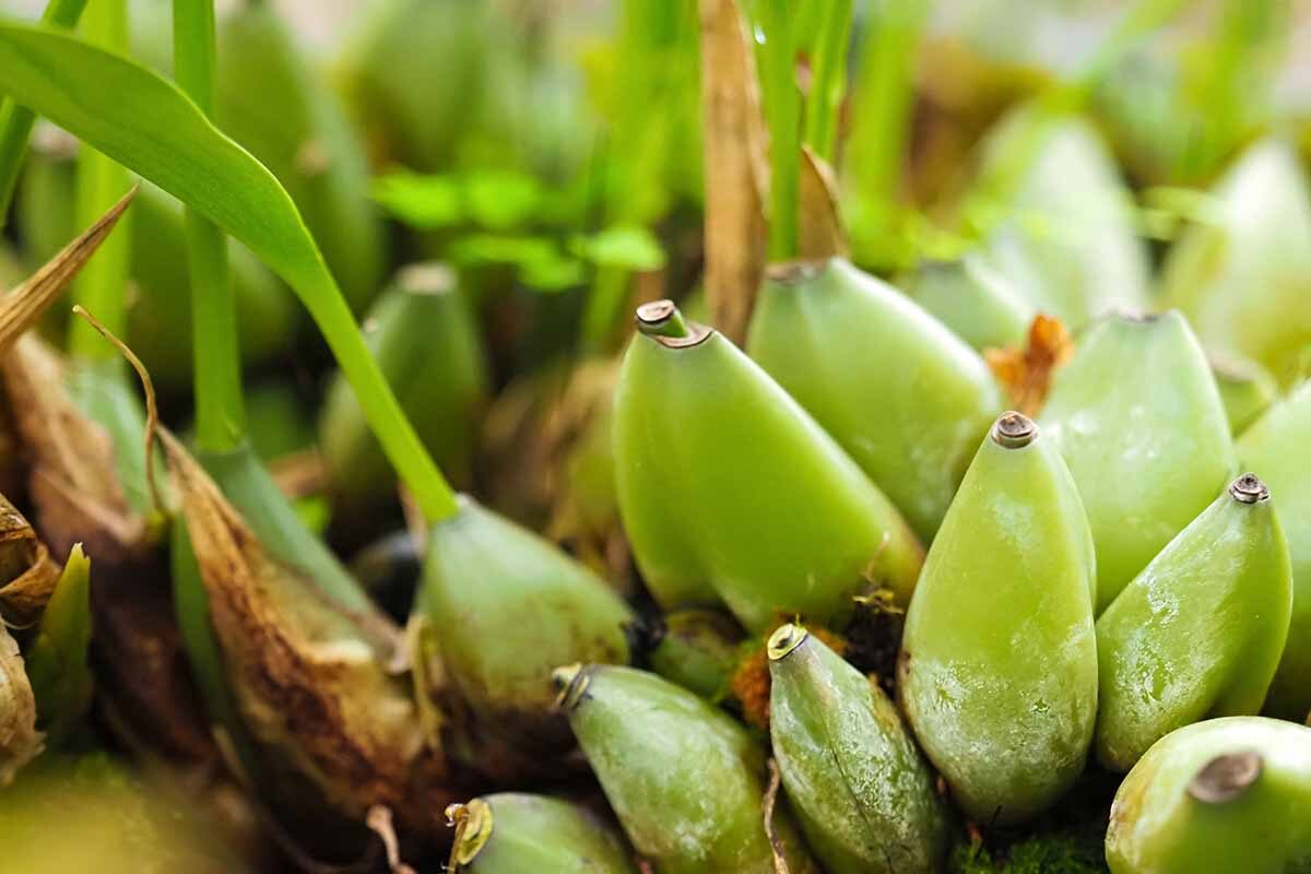 cymbidium pseudobulbs roots close-up