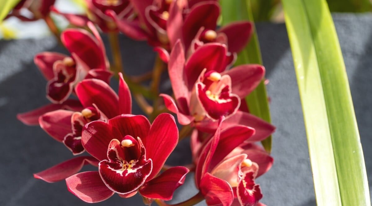The Cymbidium Year: A Month-by-Month Playbook for Water, Feed, Shade, and Air