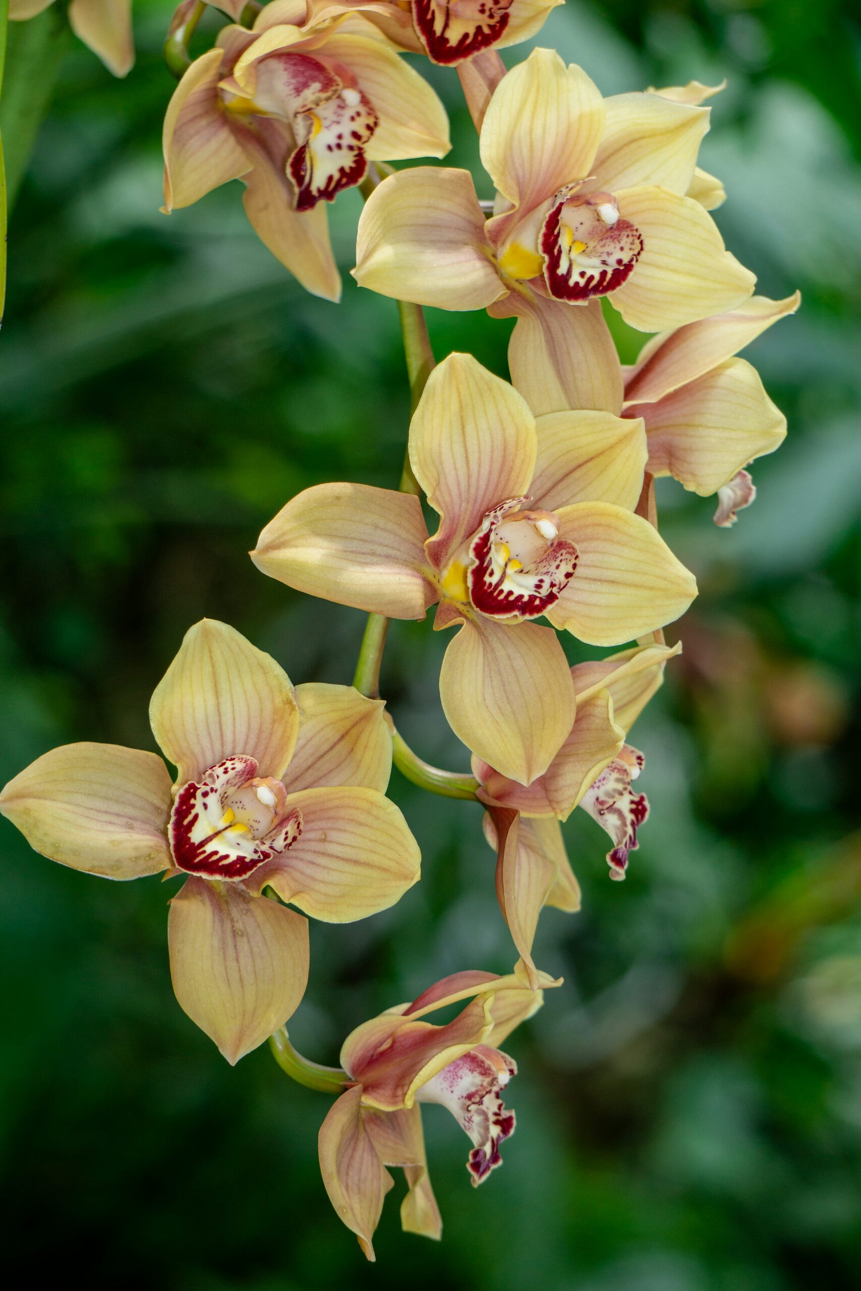Cymbidium new growth spikes close-up