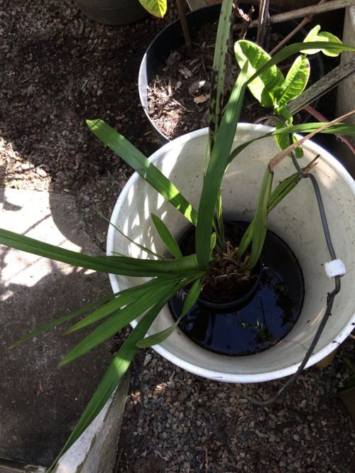 Cymbidium summer shade patio watering