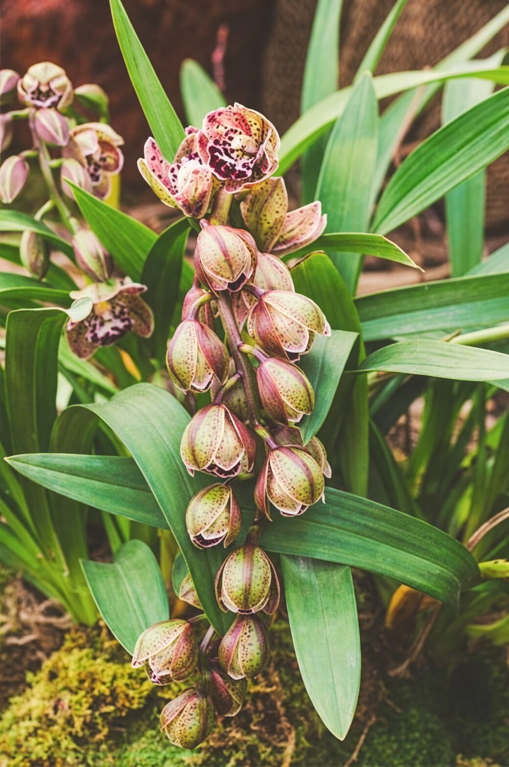 Cymbidium flower spikes developing