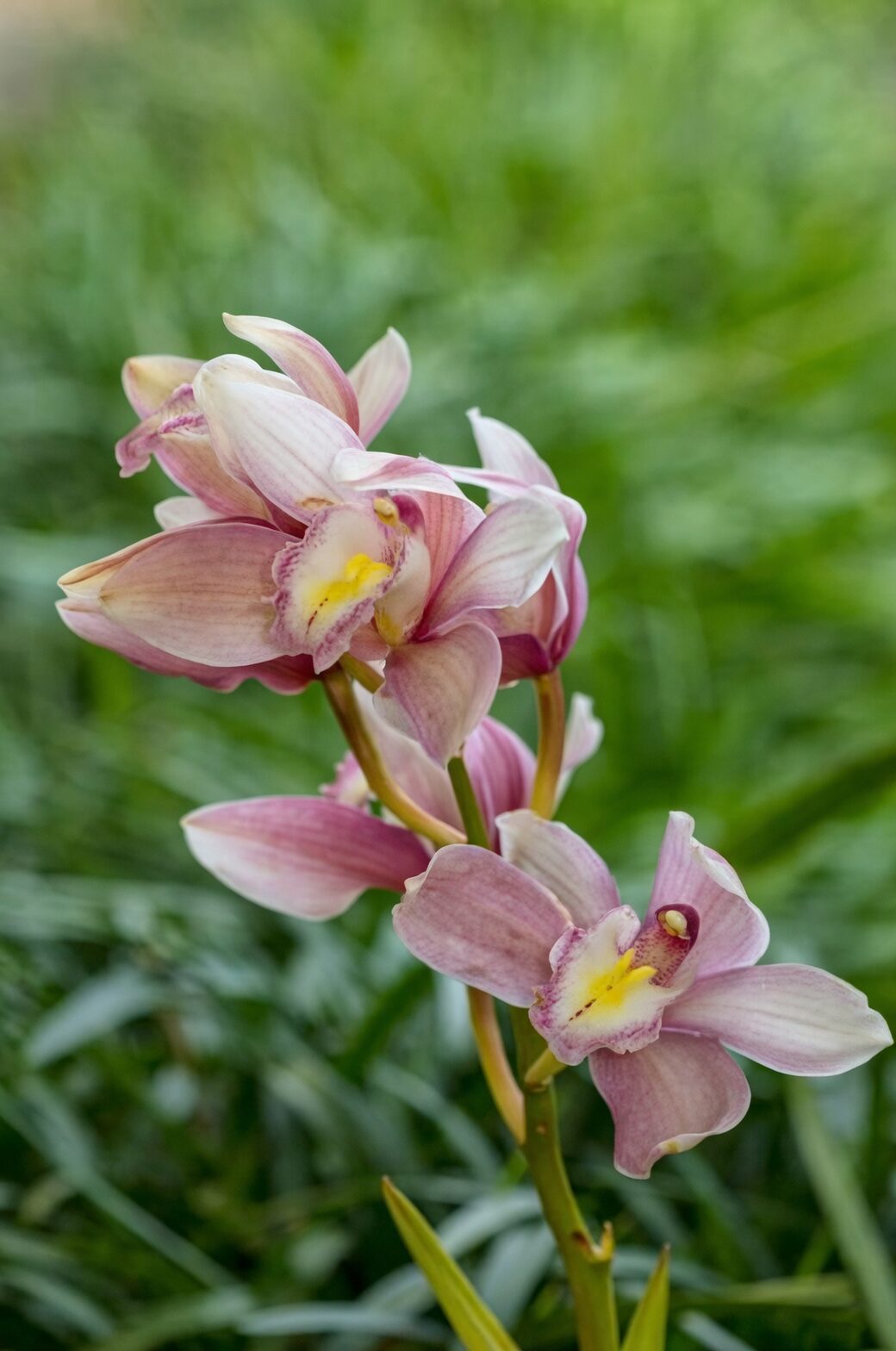 cymbidium orchid spike close-up