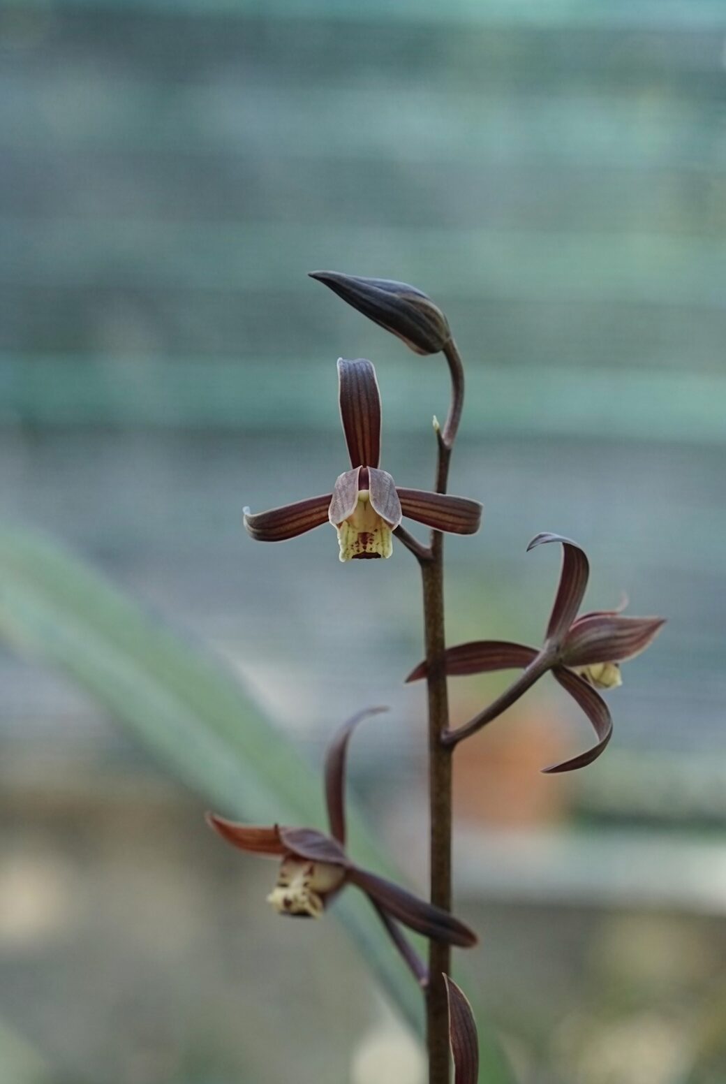 cymbidium stem recut with knife