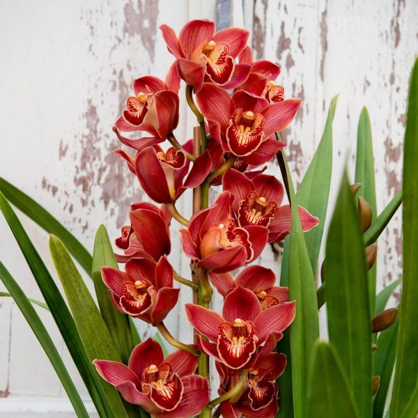 cymbidium spikes floral cooler