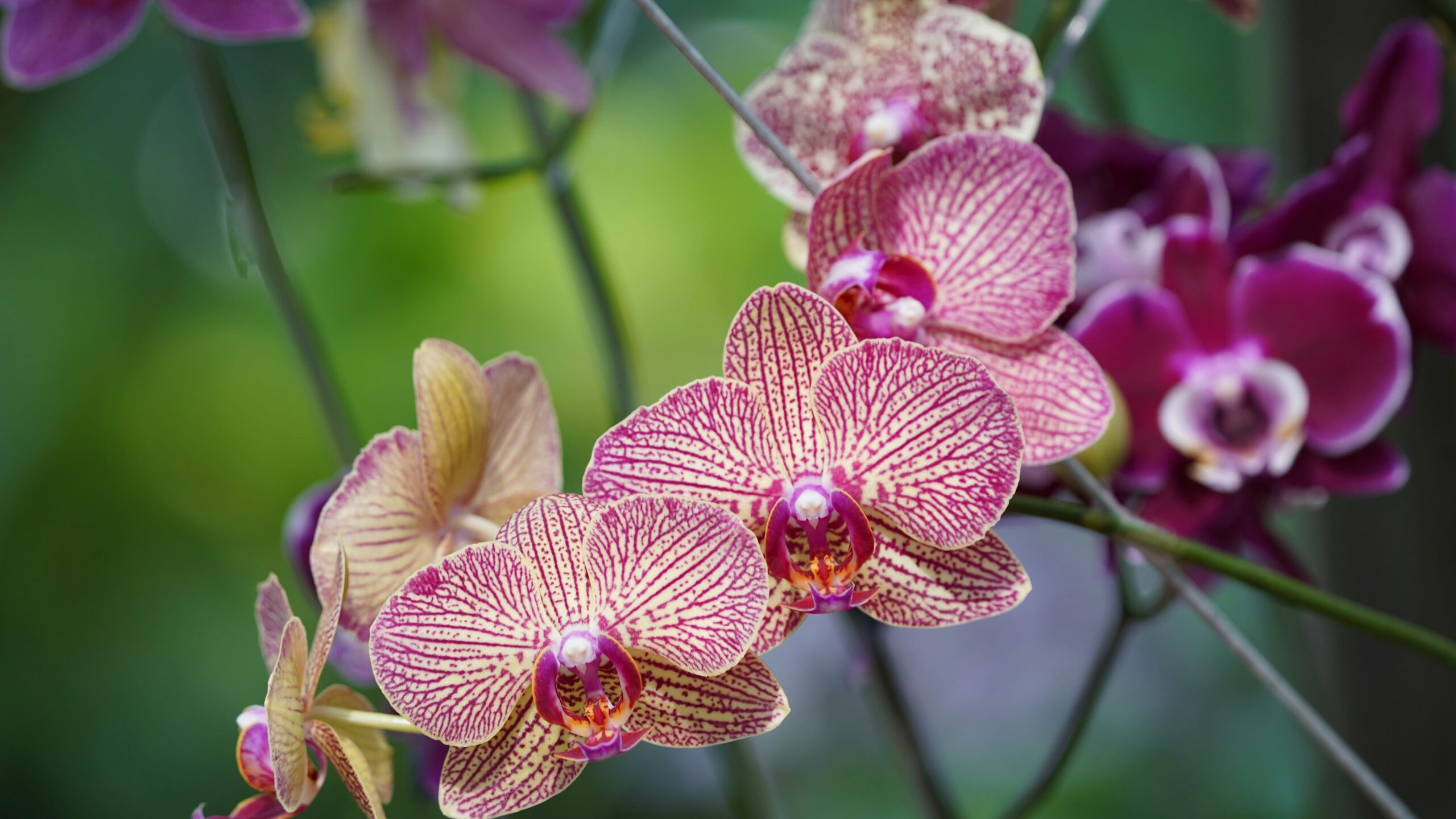 Heat Wave Playbook: Shade, Water, and Airflow Tricks to Keep Cymbidiums Happy All Summer