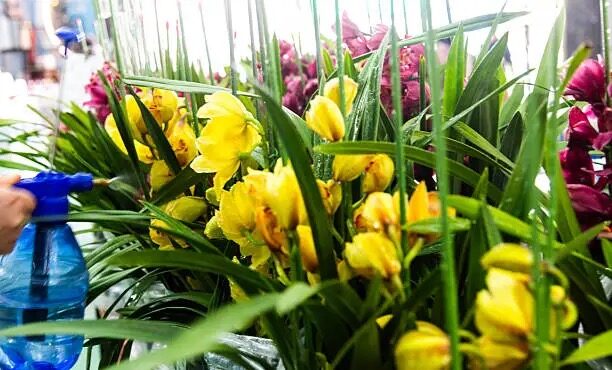misting cymbidium with fan