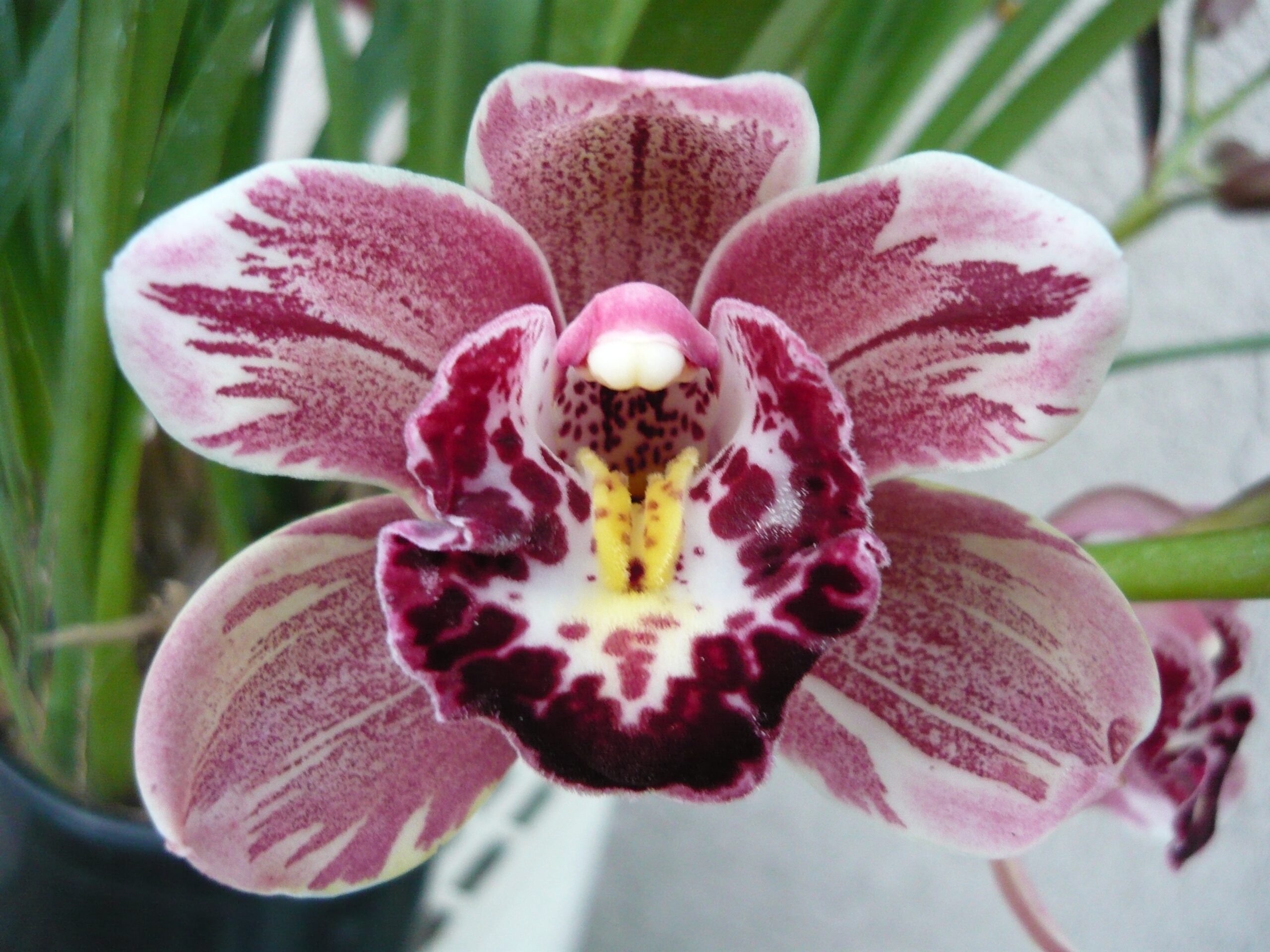 cymbidium in pot arching spikes window