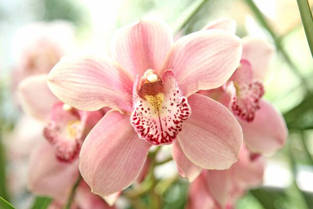 cymbidium blooms red green stripes